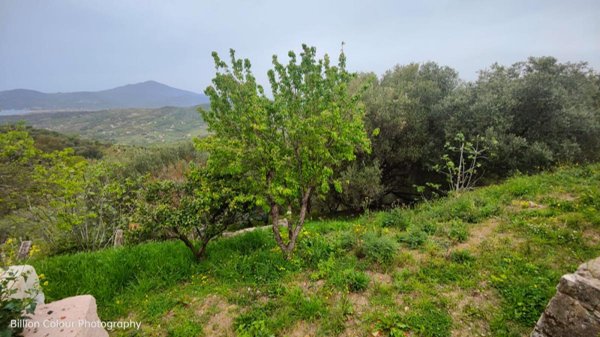 terreno agricolo in vendita ad Ascea