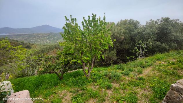 terreno agricolo in vendita ad Ascea