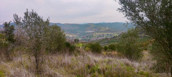 terreno agricolo in vendita ad Ascea