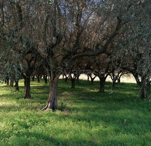 terreno agricolo in vendita ad Ascea
