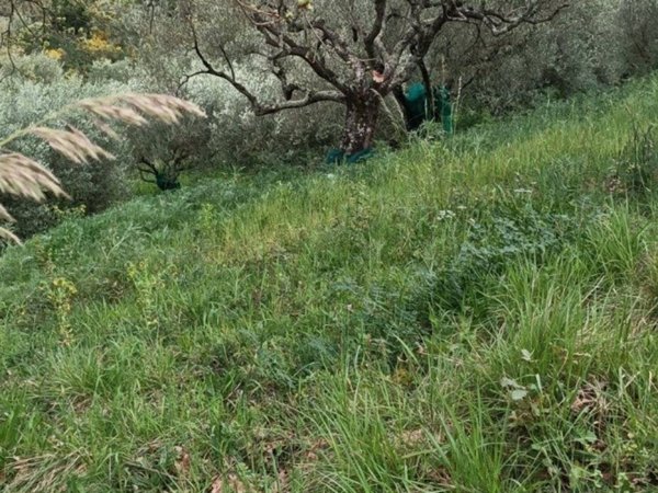 terreno agricolo in vendita ad Ascea in zona Stanpella