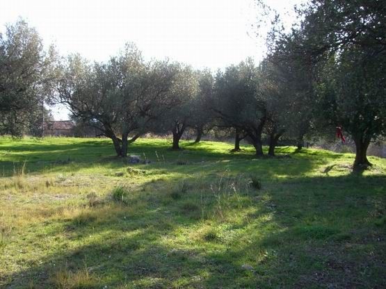 terreno agricolo in vendita ad Auletta