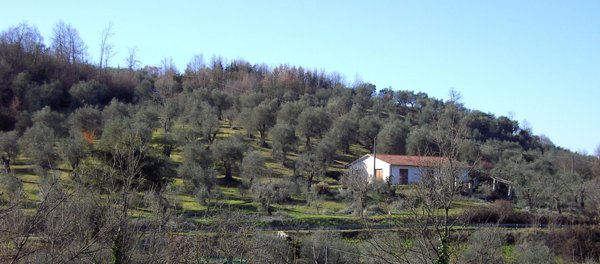 terreno agricolo in vendita ad Auletta
