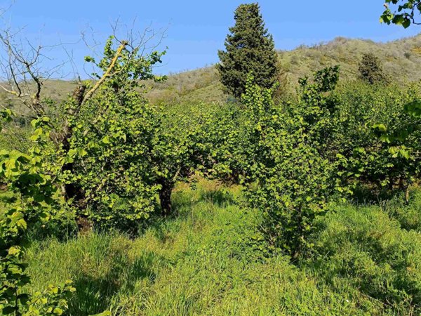 terreno agricolo in vendita a Baronissi in zona Orignano