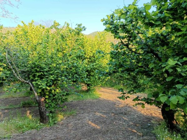 terreno agricolo in vendita a Baronissi in zona Orignano
