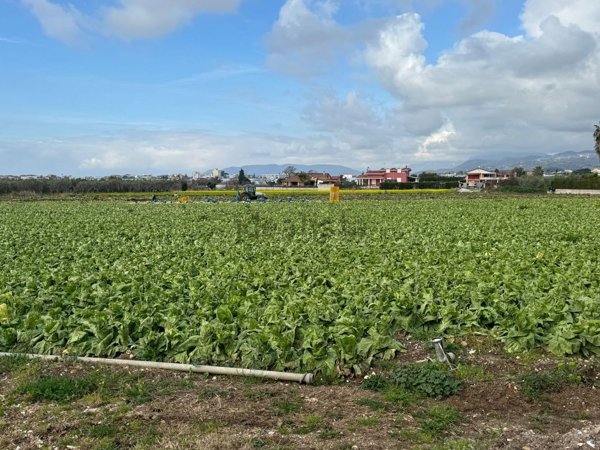 terreno agricolo in vendita a Battipaglia in zona Serroni