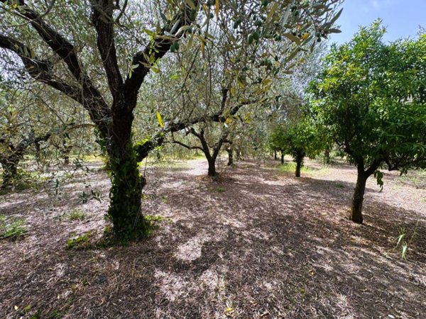 terreno agricolo in vendita a Battipaglia in zona Santa Lucia Inferiore