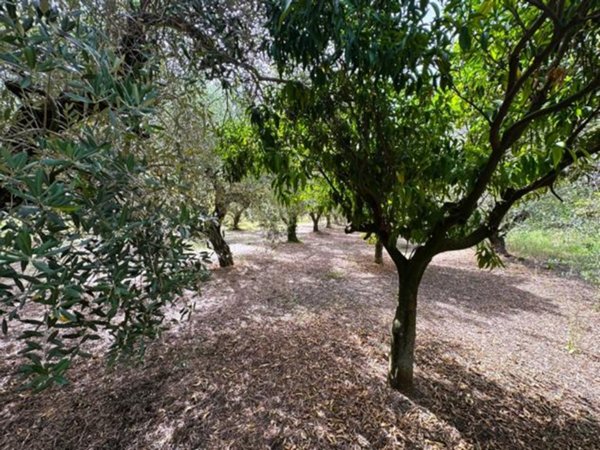 terreno agricolo in vendita a Battipaglia
