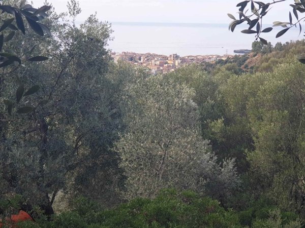 terreno agricolo in vendita a Camerota in zona Lentiscosa