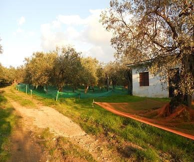 terreno agricolo in vendita a Campagna