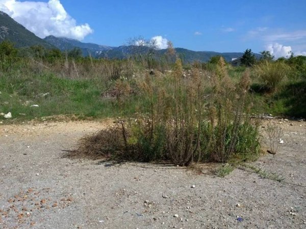 terreno agricolo in vendita a Campagna