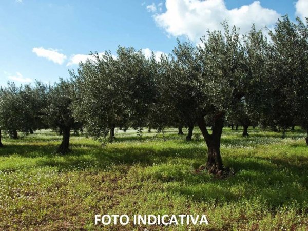 terreno agricolo in vendita a Campagna