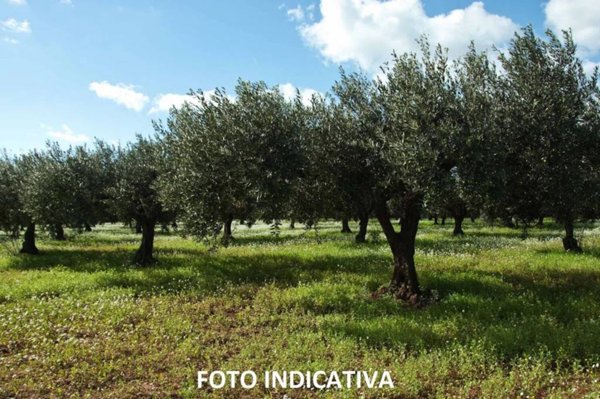 terreno agricolo in vendita a Campagna