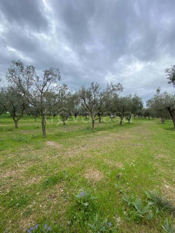 terreno agricolo in vendita a Campagna