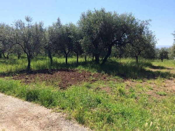 terreno agricolo in vendita a Campagna