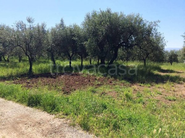 terreno agricolo in vendita a Campagna