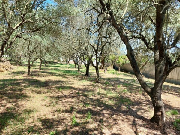 terreno agricolo in vendita a Campagna