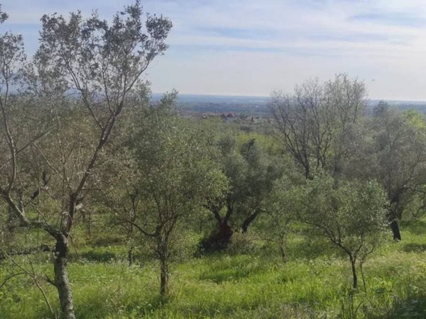 terreno agricolo in vendita a Campagna