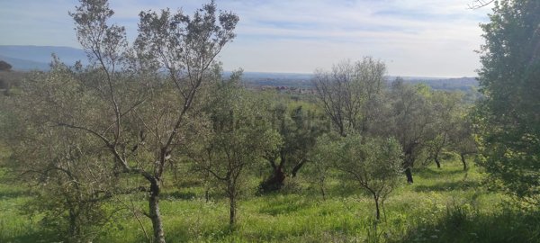 terreno agricolo in vendita a Campagna