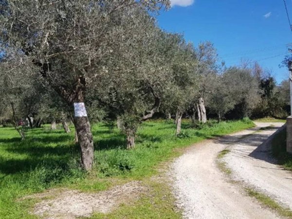 terreno agricolo in vendita a Campagna
