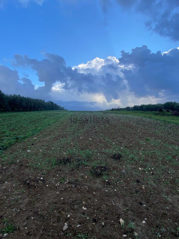 terreno agricolo in vendita a Campagna