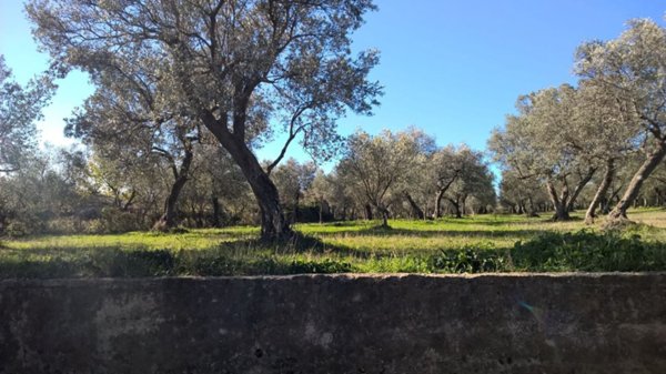 terreno agricolo in vendita a Campagna