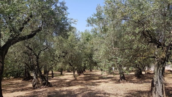 terreno agricolo in vendita a Campagna