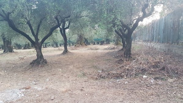 terreno agricolo in vendita a Campagna