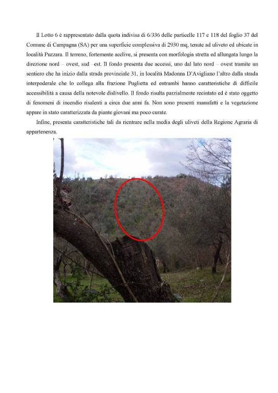 terreno agricolo in vendita a Campagna