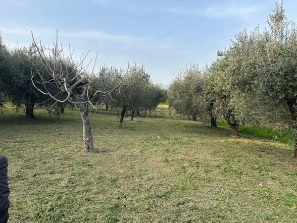 terreno agricolo in vendita a Campagna