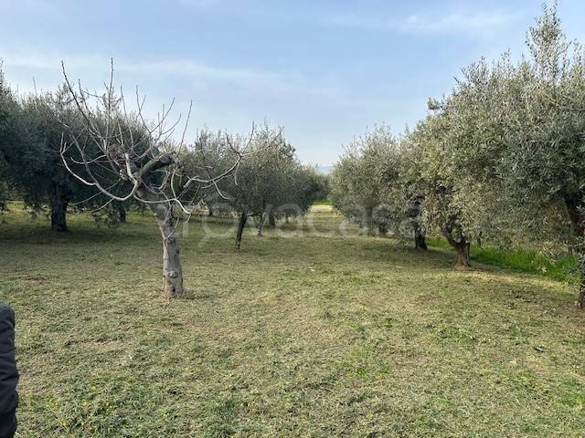 terreno agricolo in vendita a Campagna