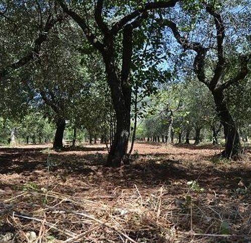 appartamento in vendita a Campagna