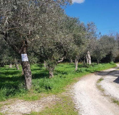 terreno agricolo in vendita a Campagna