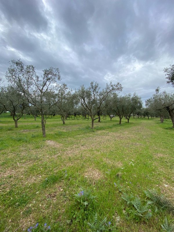 terreno in vendita a Campagna