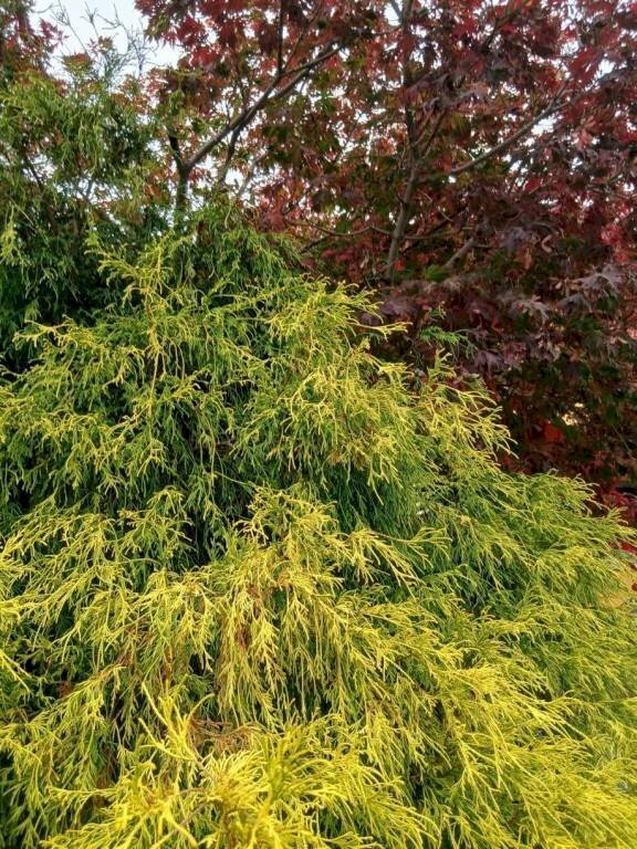 casa indipendente in vendita a Cervasca in zona San Defendente