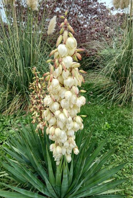 casa indipendente in vendita a Cervasca in zona San Defendente