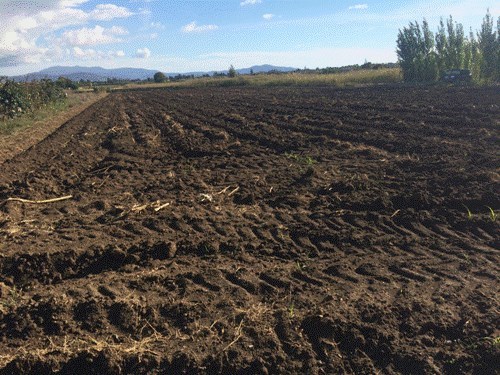 terreno agricolo in vendita a Capaccio Paestum in zona Capaccio Scalo