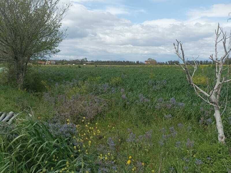 terreno agricolo in vendita a Capaccio Paestum