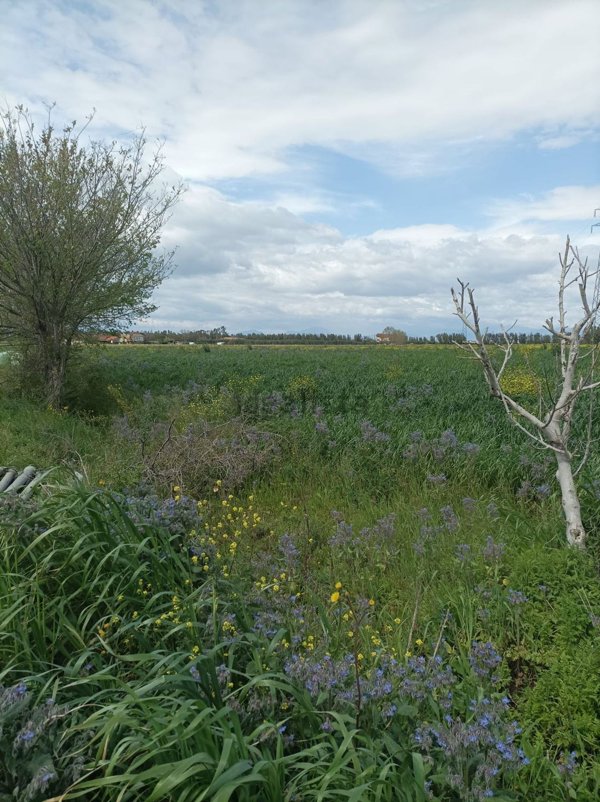 terreno agricolo in vendita a Capaccio Paestum in zona Capaccio Scalo
