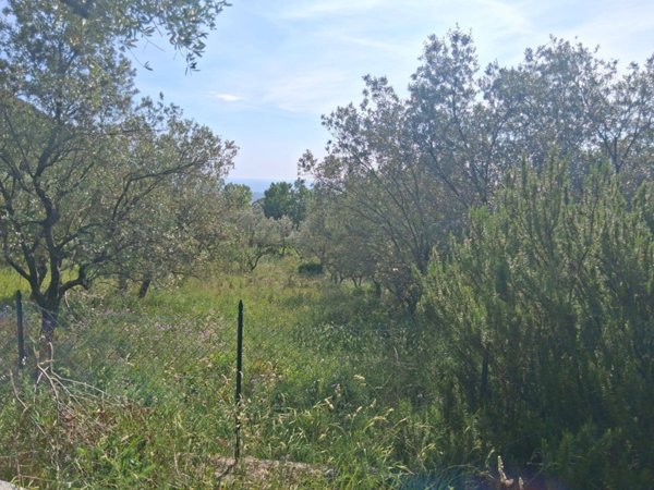 terreno agricolo in vendita a Capaccio Paestum in zona Gromola/Foce Sele