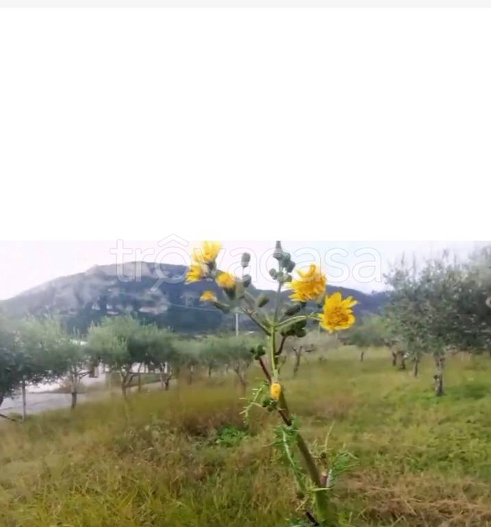 terreno agricolo in vendita a Capaccio Paestum in zona Vuccolo Maiorano.