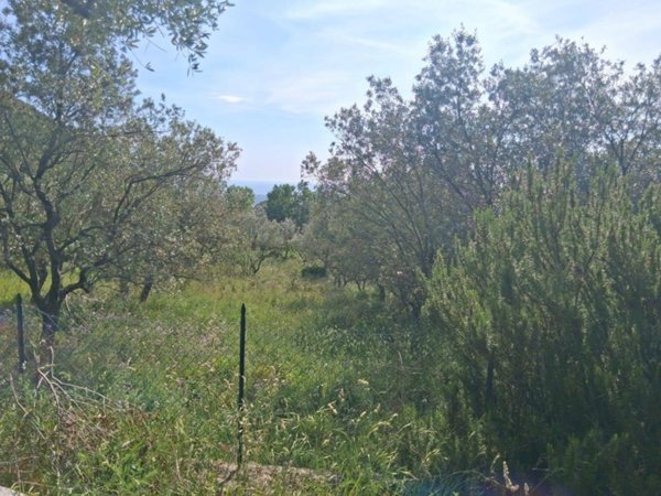 terreno agricolo in vendita a Capaccio Paestum in zona Gromola/Foce Sele