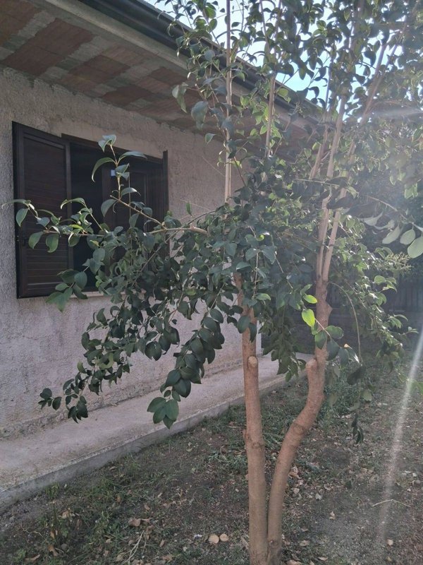 casa indipendente in vendita a Capaccio Paestum in zona Capaccio Scalo