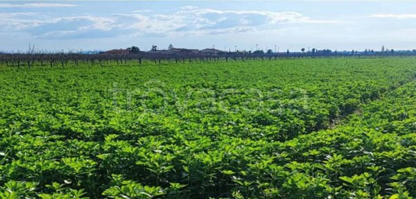 terreno agricolo in vendita a Capaccio Paestum in zona Gromola/Foce Sele