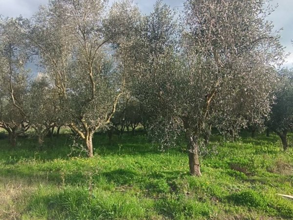 terreno agricolo in vendita a Casal Velino in zona Acquavella