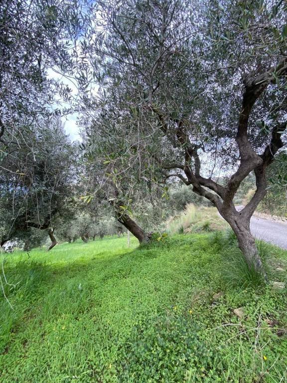 terreno agricolo in vendita a Castellabate