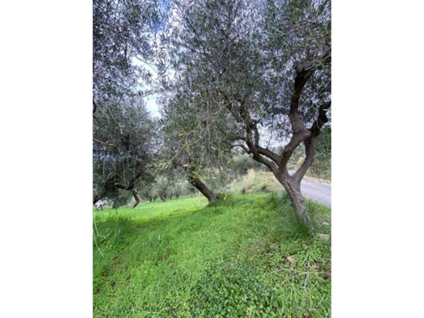 terreno agricolo in vendita a Castellabate