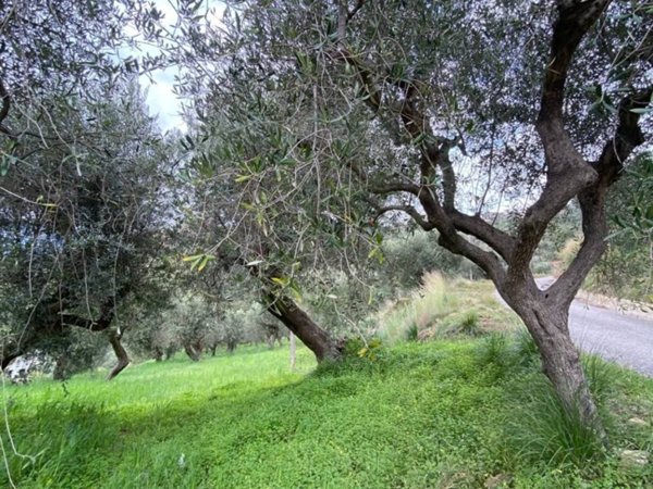 terreno agricolo in vendita a Castellabate
