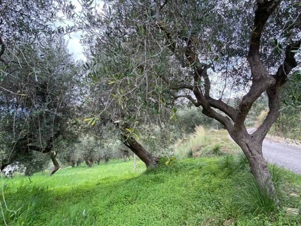 terreno agricolo in vendita a Castellabate in zona Licosa