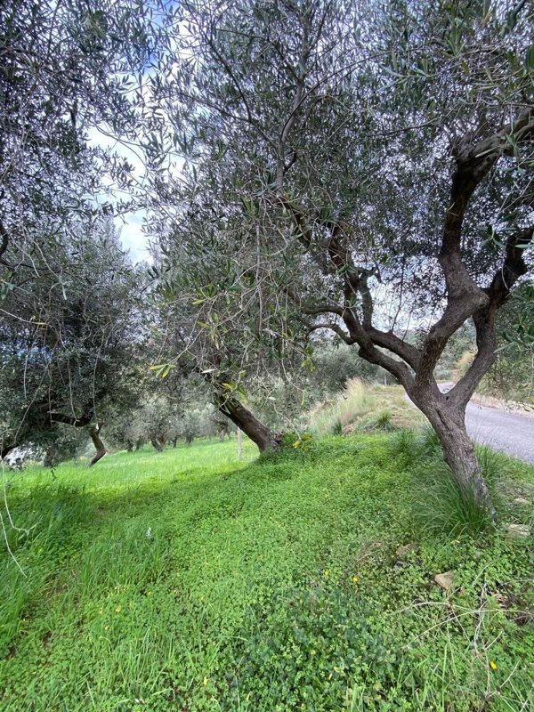 terreno in vendita a Castellabate